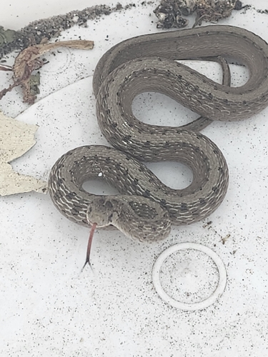 DeKay's Brownsnake