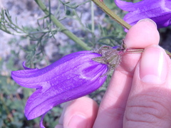 Campanula komarovii