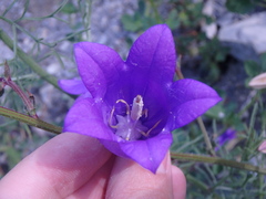 Campanula komarovii