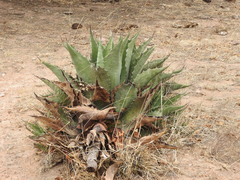 Agave durangensis