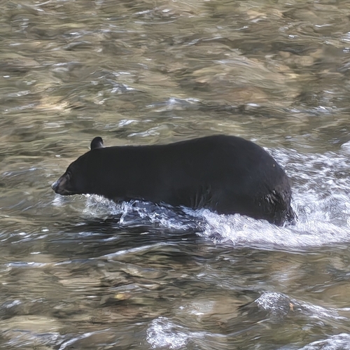 Black Bear sighting near Southbound Shaughnessy St @ Patricia Ave