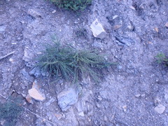 Ptilostemon echinocephalus