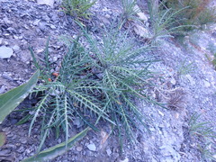 Ptilostemon echinocephalus