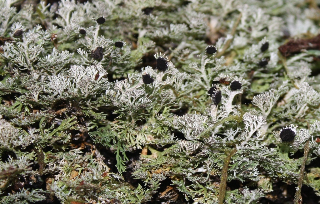 Bunodophoron scrobiculatum