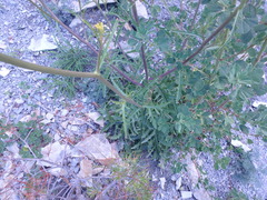 Brassica elongata pinnatifida