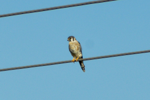 American Kestrel