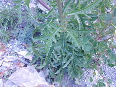 Brassica elongata pinnatifida