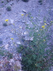 Brassica elongata pinnatifida