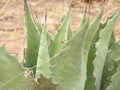 Agave durangensis