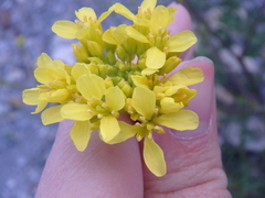 Brassica elongata pinnatifida