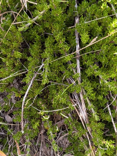 Coprosma ernodeoides observed 2026-09-29