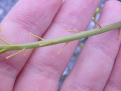 Brassica elongata pinnatifida