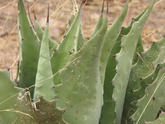 Agave durangensis