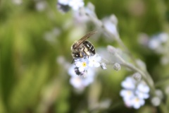 Andrena