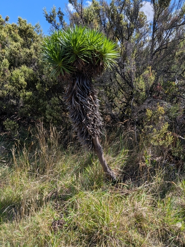 Argyroxiphium grayanum observed 2026-09-29