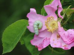 Orthosia hibisci