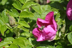 Bombus mixtus