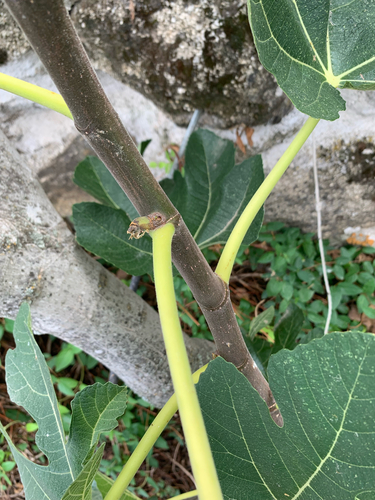 common fig