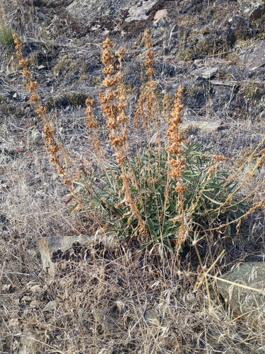 Penstemon deustus, 2026-10-10