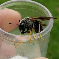 Trichiosoma triangulum