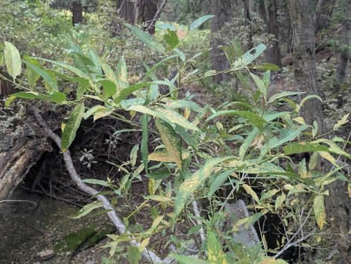 iNaturalist observation photo of Willows