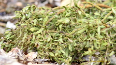 Phoradendron bolleanum