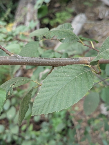 iNaturalist observation photo of alders