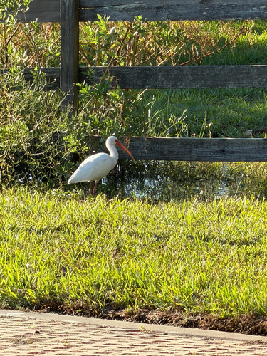 White Ibis