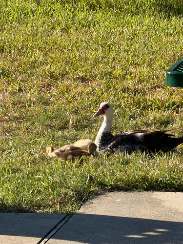Domestic Muscovy Duck