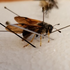 Trichiosoma triangulum