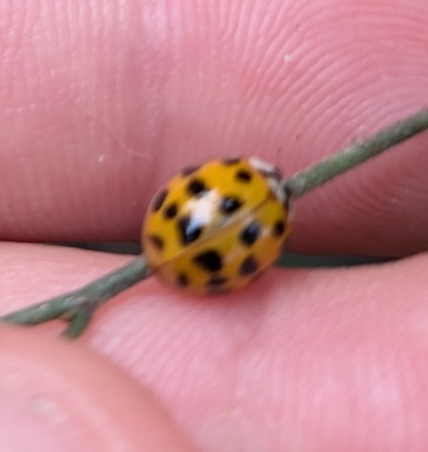 Asian Lady Beetle