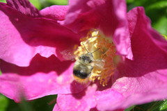 Bombus mixtus