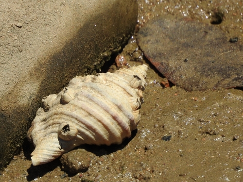 Monoplex parthenopeus observed 2026-10-10