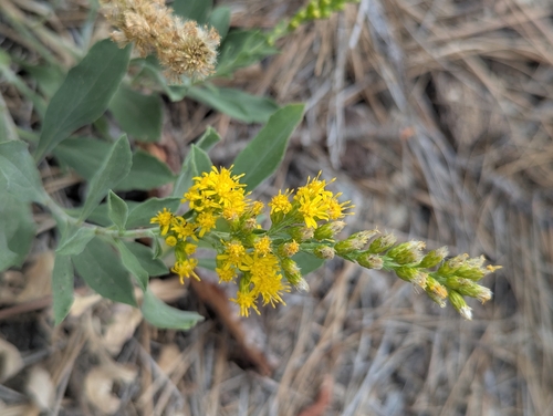iNaturalist observation photo of velvety goldenrod