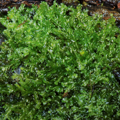 Chiloscyphus pallescens