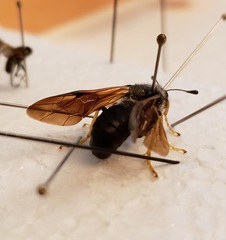 Trichiosoma triangulum