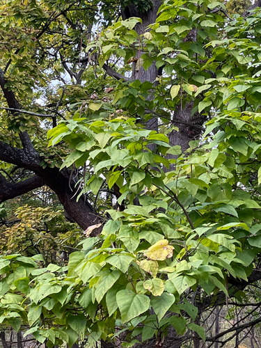 northern catalpa