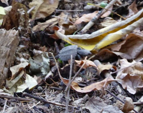 tortue serpentine observed by micler