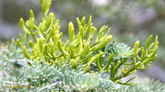 Phoradendron bolleanum