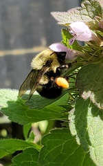 Bombus bimaculatus