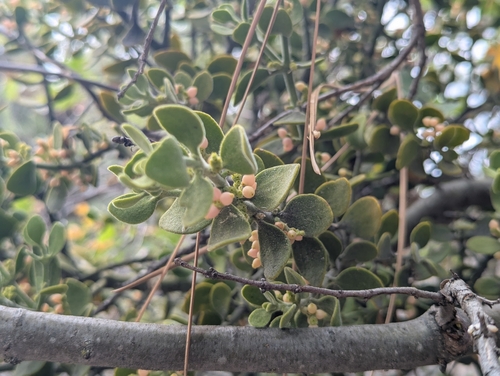 iNaturalist observation photo of oak mistletoe