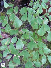 Adiantum andicola