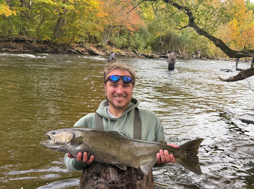 Chinook Salmon