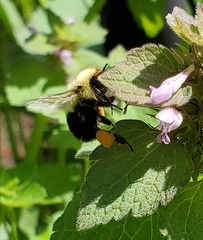 Bombus bimaculatus
