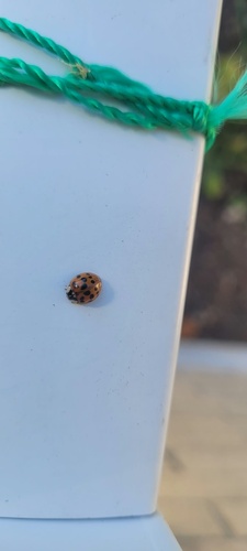 Asian Lady Beetle