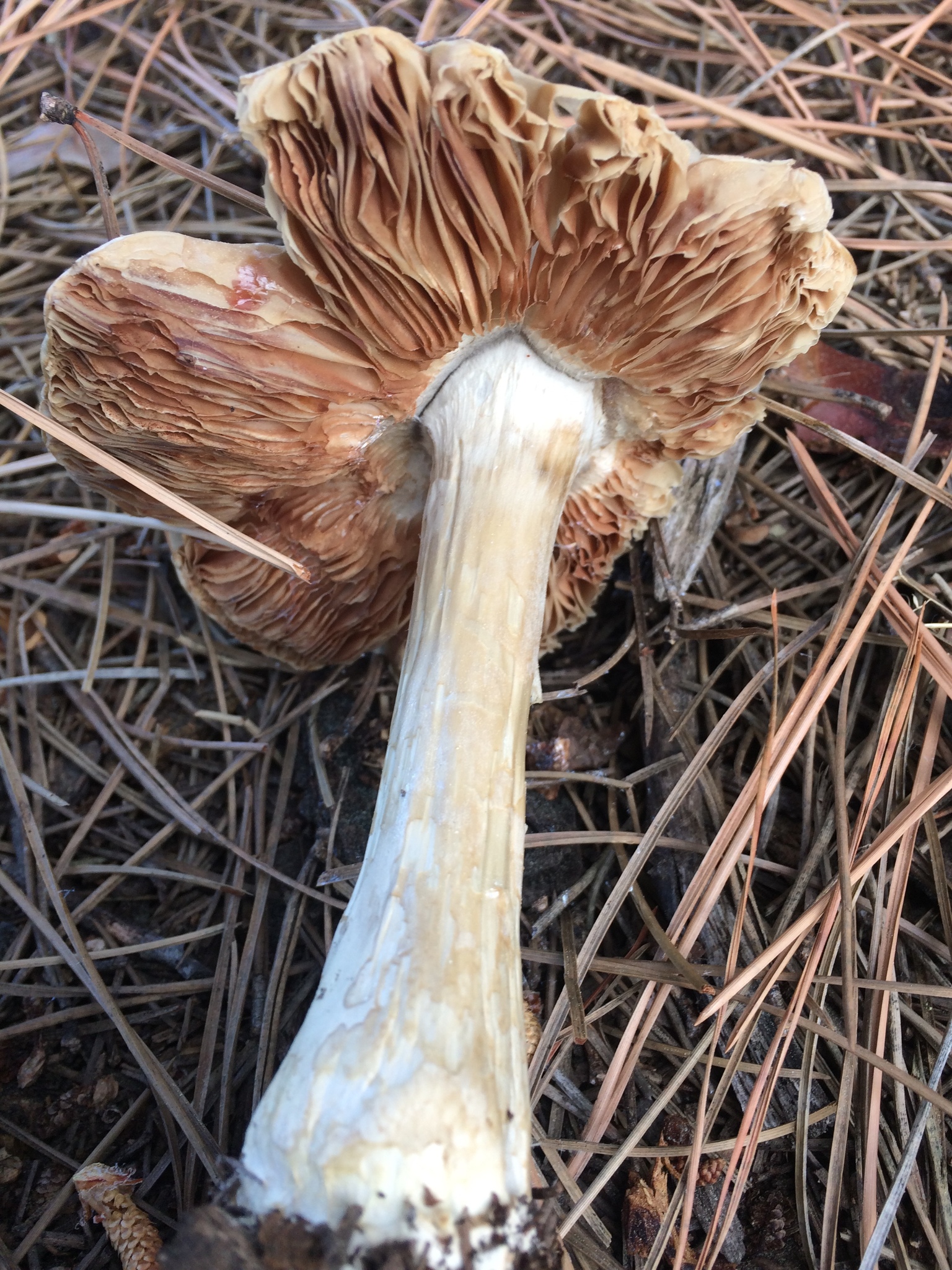 Volvariella gloiocephala image