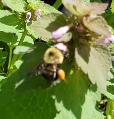 Bombus bimaculatus