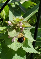 Bombus bimaculatus