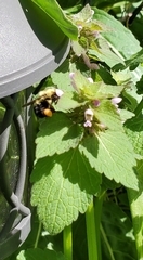 Bombus bimaculatus