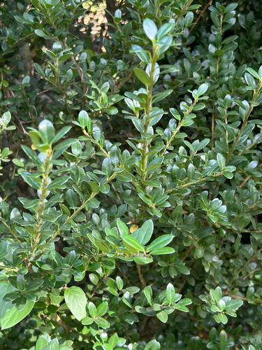 Ilex crenata observed 2026-10-10